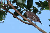 Cotinga pompadour