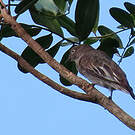 Cotinga pompadour