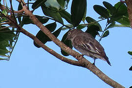 Pompadour Cotinga