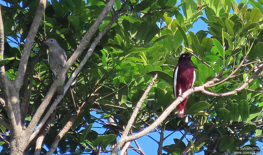 Cotinga pompadouradulte