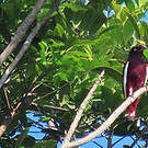 Cotinga pompadour
