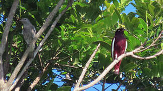 Pompadour Cotinga