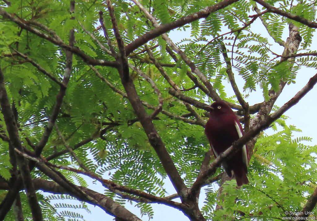 Pompadour Cotinga male adult