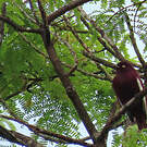 Cotinga pompadour