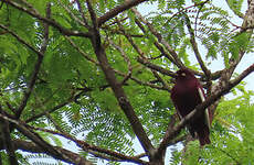 Cotinga pompadour