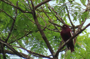 Cotinga pompadour