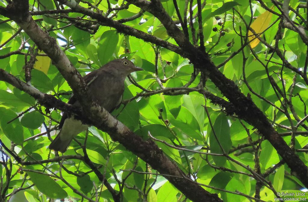 Cotinga pompadour femelle adulte