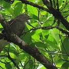 Cotinga pompadour