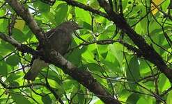 Cotinga pompadour