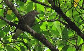 Pompadour Cotinga