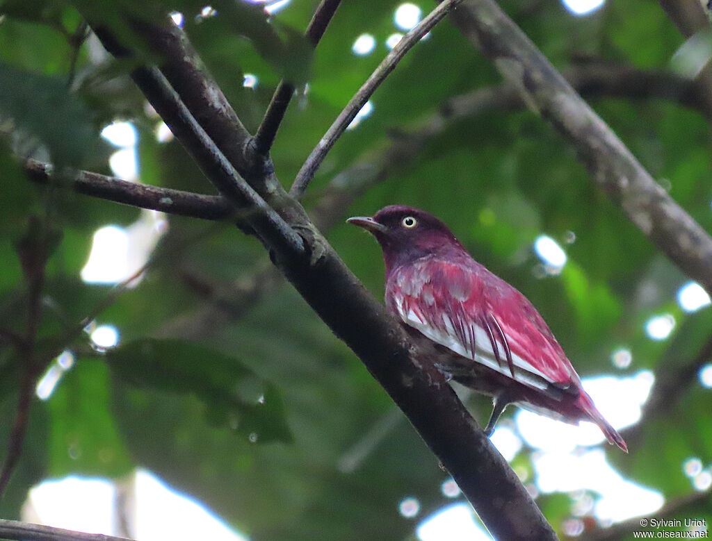 Cotinga pompadour mâle subadulte