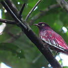 Cotinga pompadour