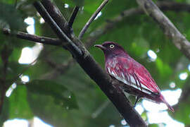 Pompadour Cotinga