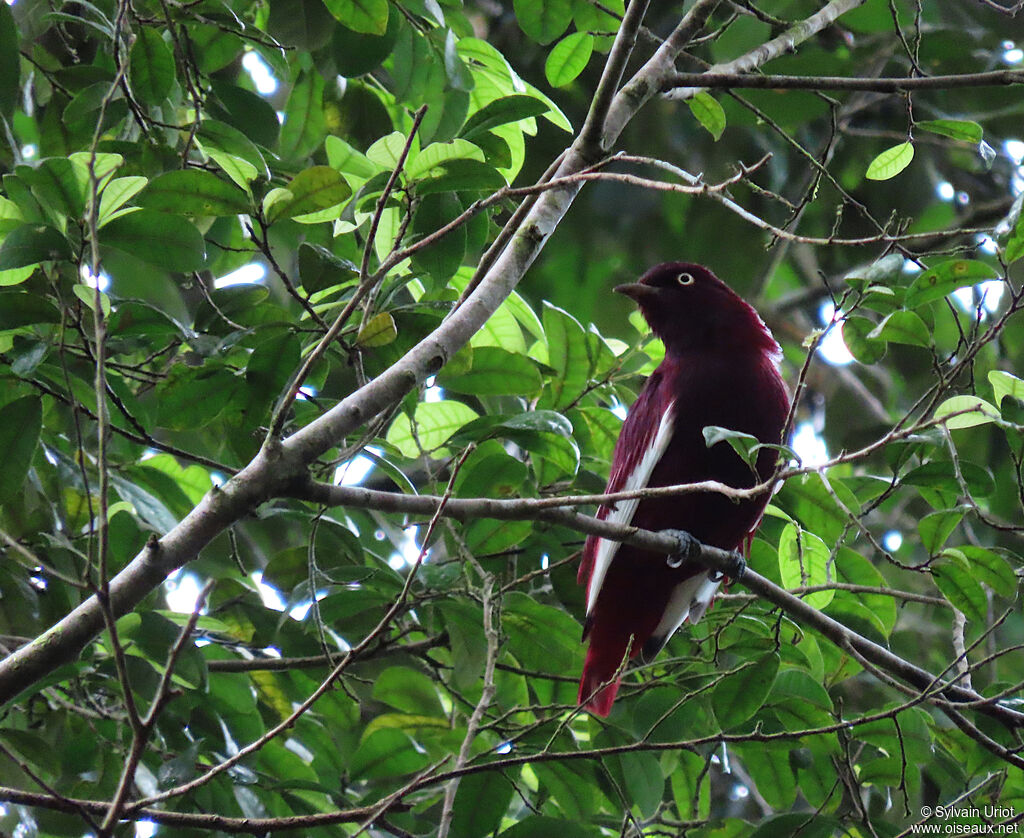 Cotinga pompadour mâle adulte