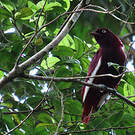 Cotinga pompadour