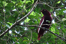 Cotinga pompadour