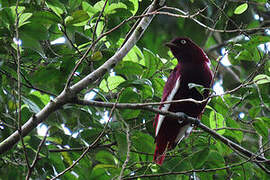 Pompadour Cotinga