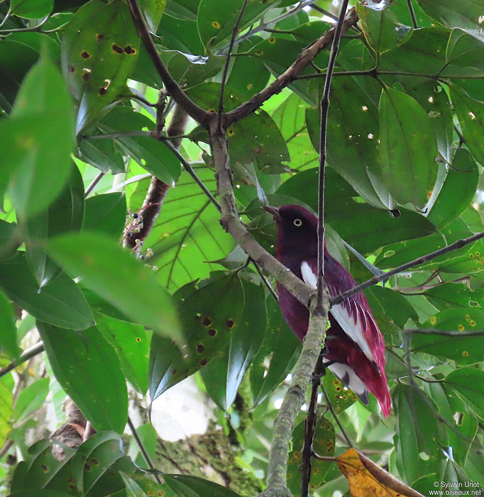 Pompadour Cotinga male adult