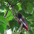 Cotinga pompadour
