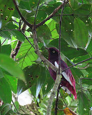 Cotinga pompadour