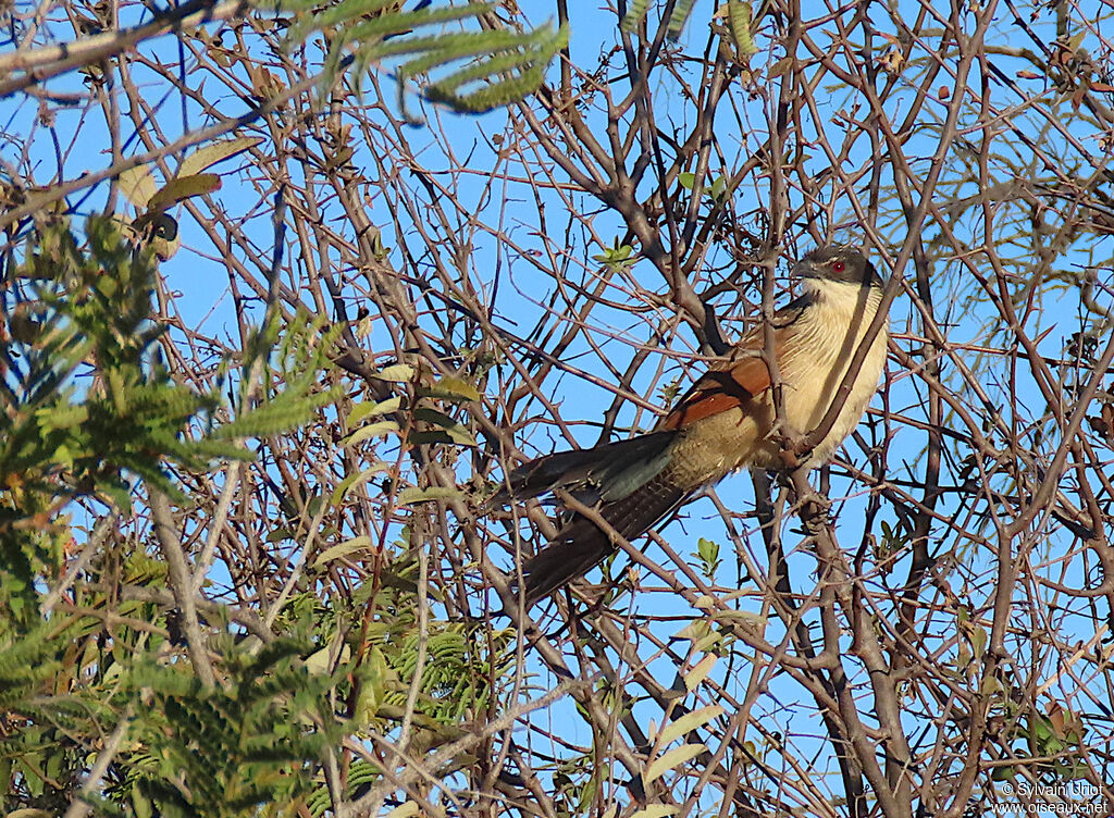 Burchell's Coucalimmature