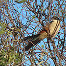 Coucal de Burchell