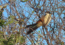 Coucal de Burchell