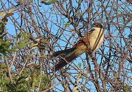 Burchell's Coucal