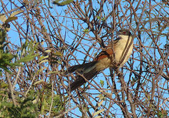 Coucal de Burchell