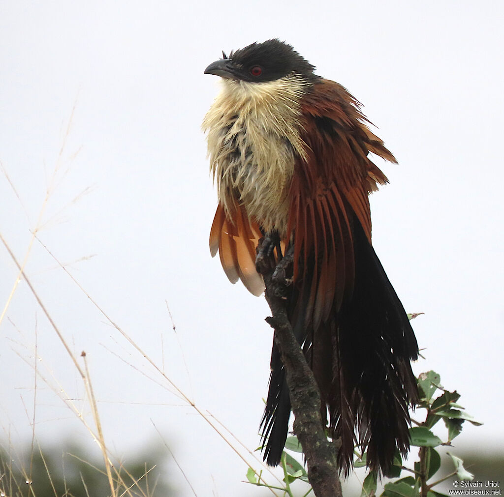 Coucal de Burchelladulte