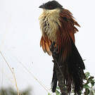 Coucal de Burchell