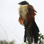 Coucal de Burchell