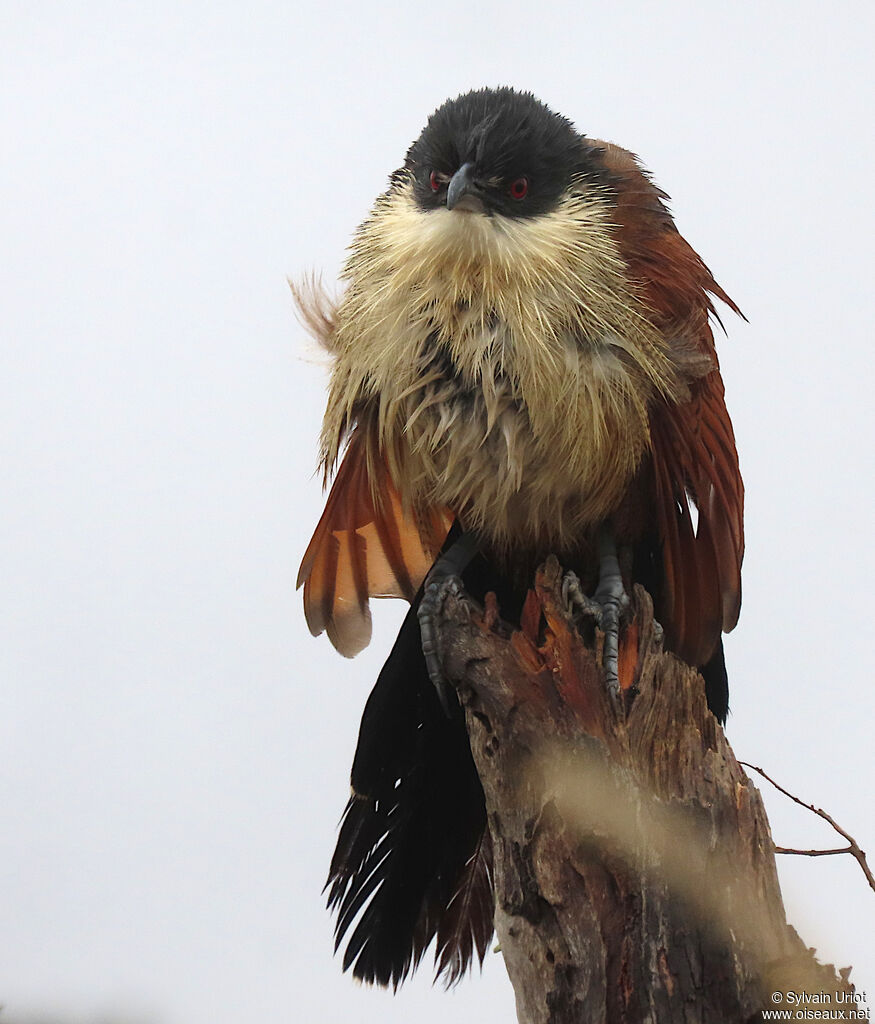 Coucal de Burchelladulte