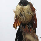Coucal de Burchell