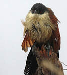 Coucal de Burchell