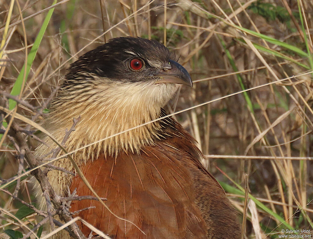 Burchell's Coucalimmature