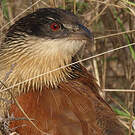 Coucal de Burchell