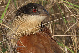 Burchell's Coucal