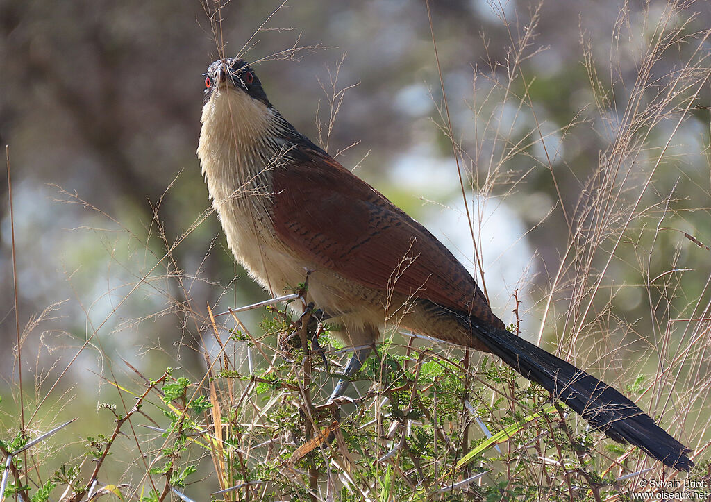 Coucal de Burchelladulte