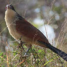 Coucal de Burchell