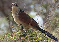 Burchell's Coucal