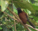 Coucal du Sénégal
