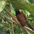 Coucal du Sénégal