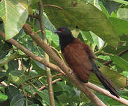 Coucal du Sénégal