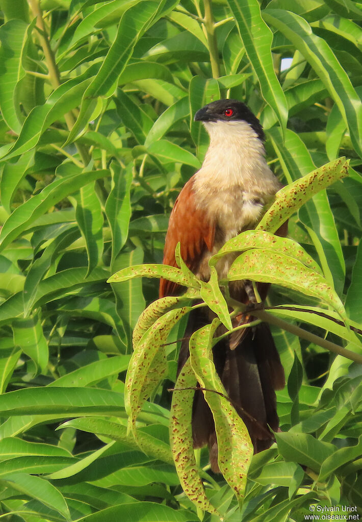 Coucal du Sénégaladulte