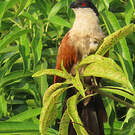 Coucal du Sénégal
