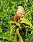 Senegal Coucal