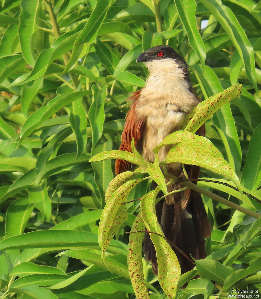 Coucal du Sénégaladulte