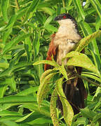 Senegal Coucal