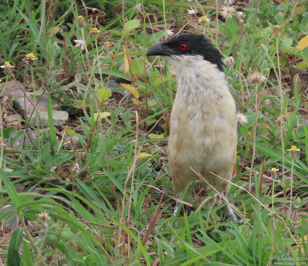 Senegal Coucaladult